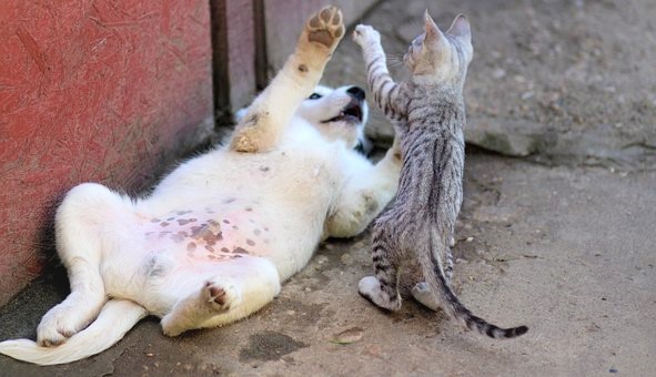 L'assurance chiens et chats